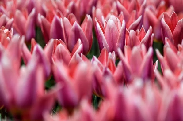 نمایشگاه سالانه رژه لاله ها در باغ گیاه شناسی روسیه