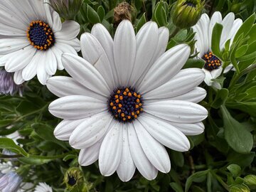 تفاوت های جالب دوربین های سامسونگ گلکسی S23 Ultra با آیفون اپل 14 Pro