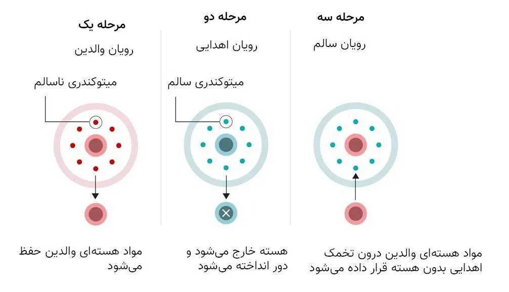 تولد نوزادی با ۳ والد در انگلیس نوزادی با ۳ والد