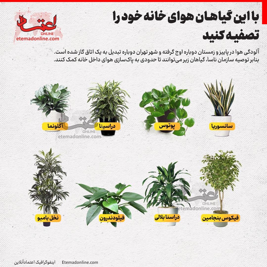  این گیاهان هوای خانه راتصفیه می کنند